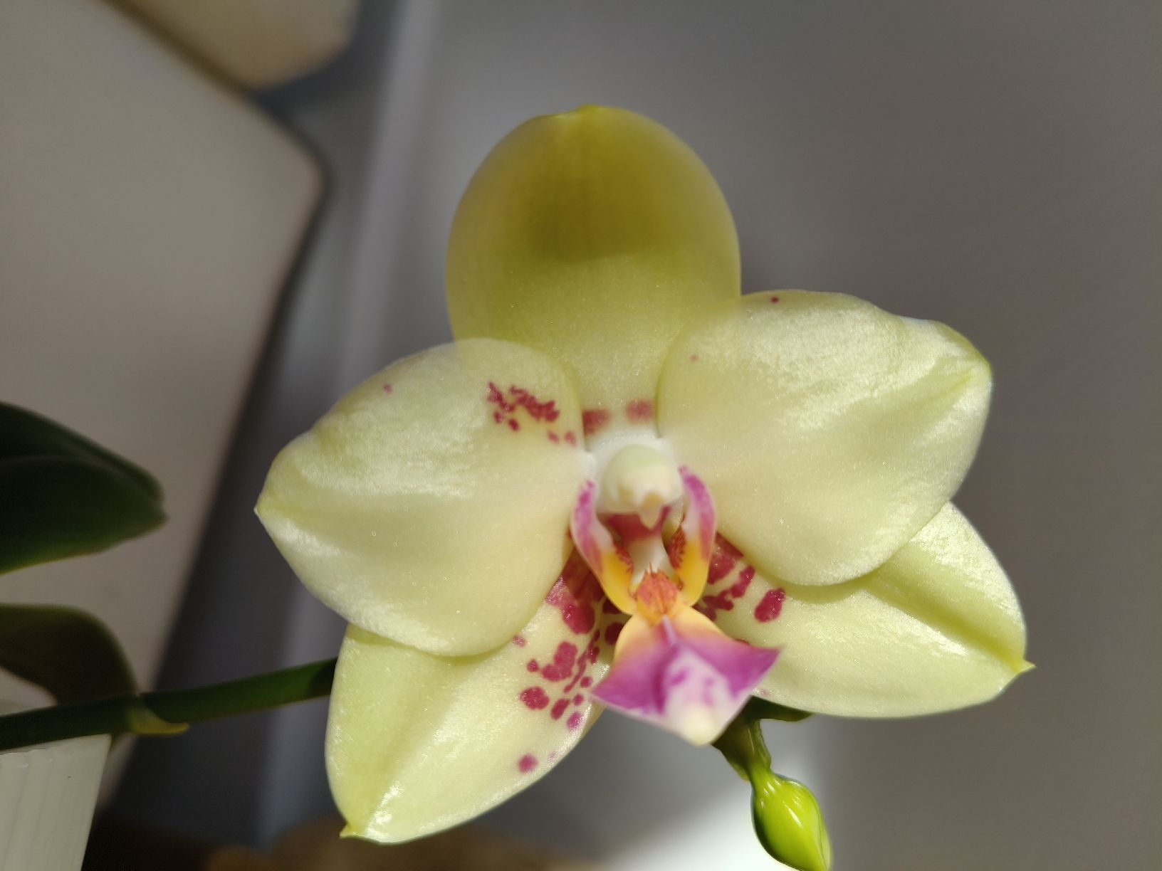 Plantes & graines: Phalaenopsis Mituo Diamond Canary Miro 3 – D'occasion à Chamoson par Yuriyaa 1