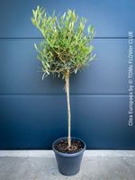 Olivenbaum - Olea Europaea - schönes Bäumchen