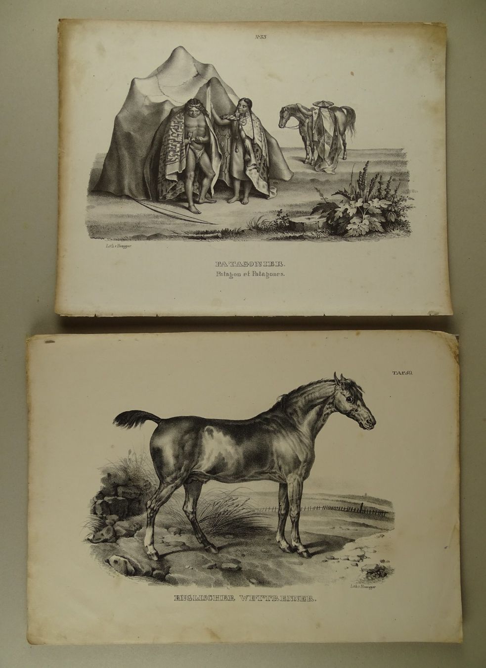 Incisioni: PFERDE, 12 LITHOGRAPHIEN 1840 – Usato da Grüningen venduto da Kartensammler 2