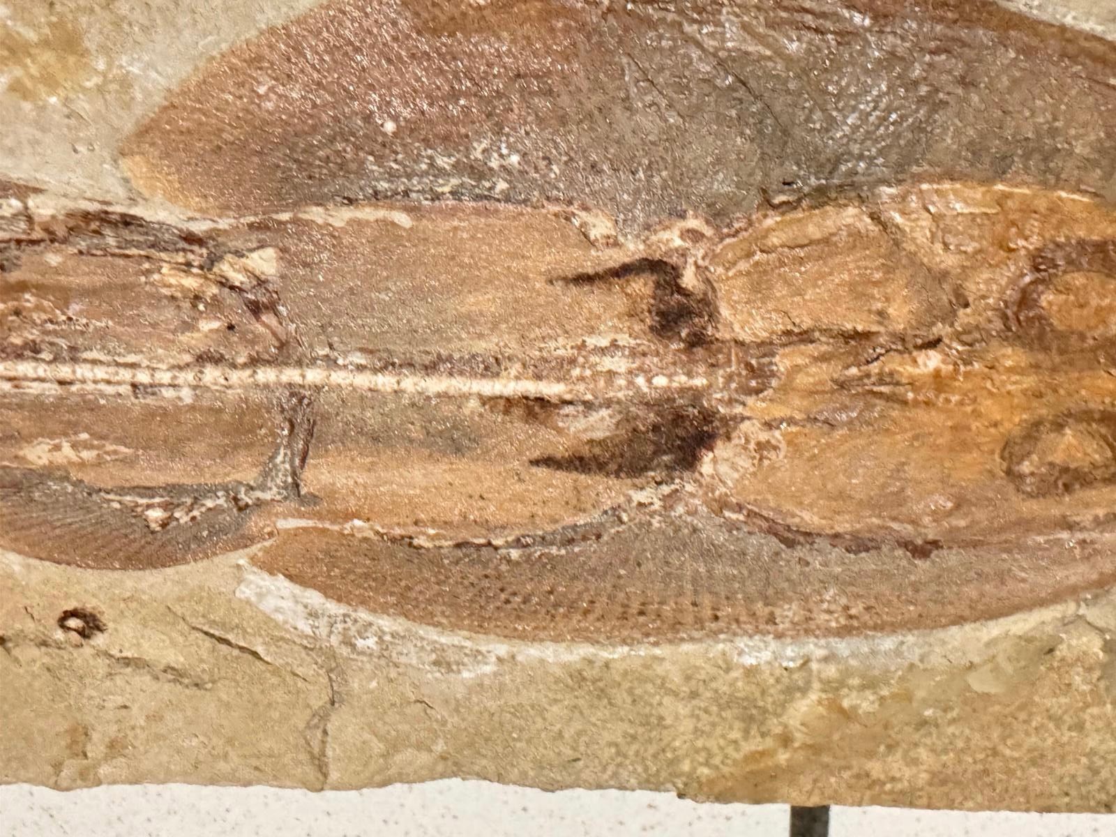 Fossili: Fossil - Rinobatus maronita – Usato da Biel/Bienne venduto da nimmes 3