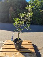 Apfelbaum „Cox’s Orange Pippin“ – Malus domestica