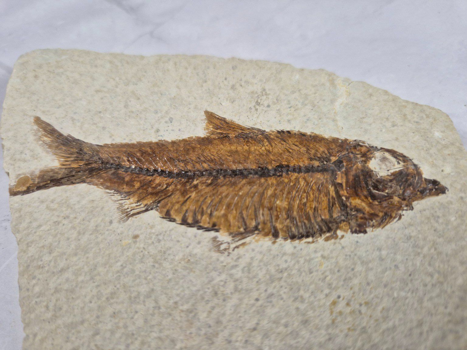 Fossili: Fossile ancien de poisson sur pierre calcaire – Usato da Sugnens venduto da Madteus82