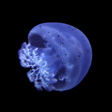Profile image of Stomolophus