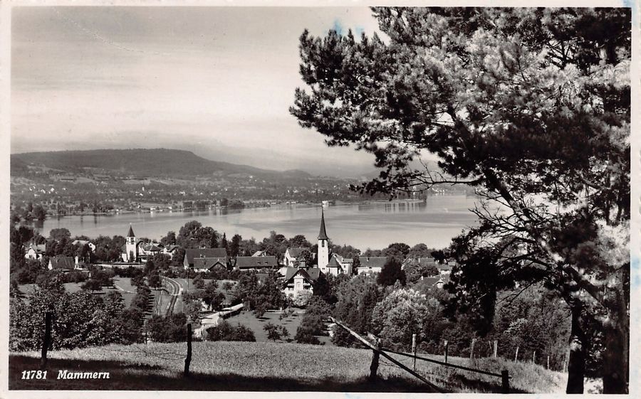 Cartoline postali: Mammern, gelaufen 1951 – Usato da Frauenfeld venduto da POML