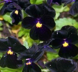 Piante & sementi: Pensée noir FLEUR RARE  50g – Nuovo (secondo la descrizione) da Bremblens venduto da FIBONACCI369 1