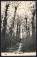 AK Geneve, Bois de Bellerive, 1912