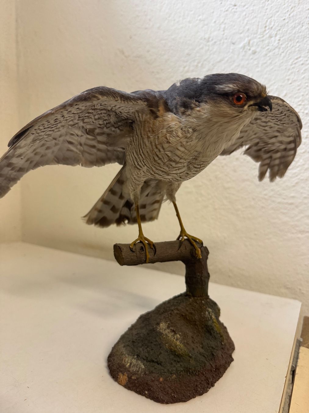 Welt der Tiere: Präparat Sperber / Accipiter nisus – Gebraucht aus zürich von goldklumpen 1
