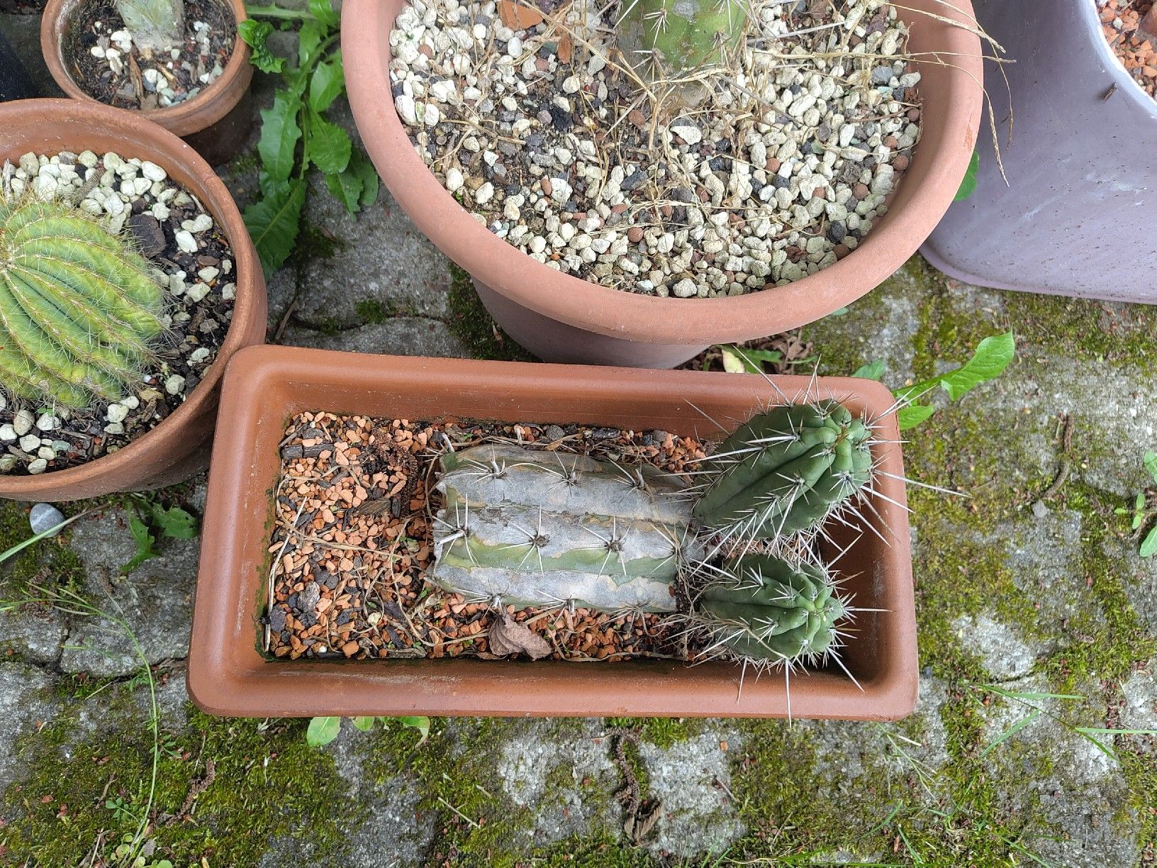 Piante & sementi: Trichocereus tarmaensis – Usato da Bremgarten b. Bern venduto da minu.compostella 1