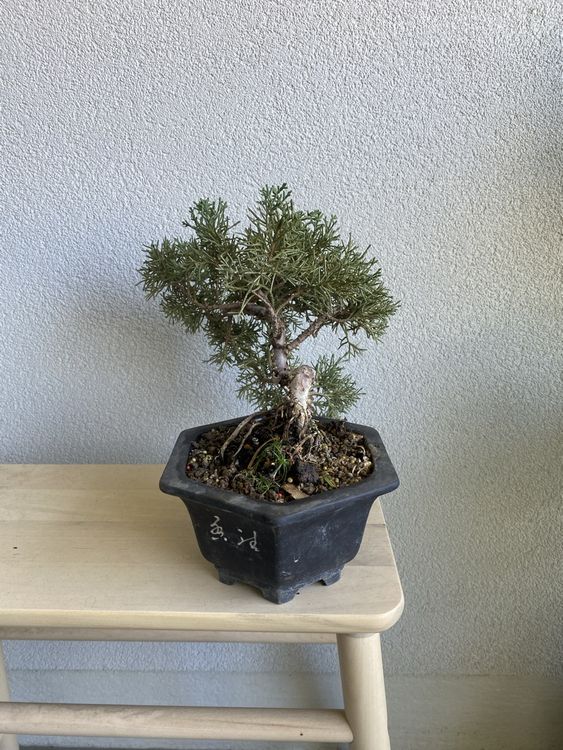 Bonsai Wacholder Juniper 25 cm Kaufen auf Ricardo