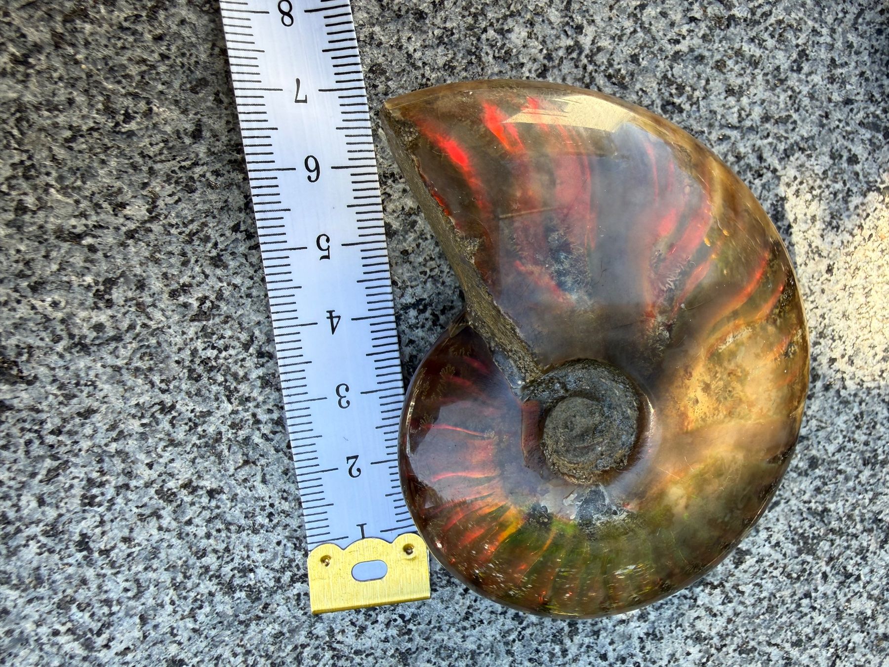 Fossili: Ammonite Ammolith echt – Nuovo (secondo la descrizione) da Oberhof venduto da RealStone 9