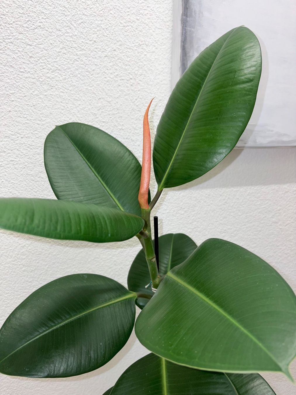 Piante & sementi: FICUS ELASTICA ROBUSTA Pflanze, Gummibaum 76 cm – Usato da Kilchberg ZH venduto da malibubeach 2