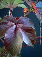 Jatropha gossypiifolia - einzigartige Sammlerpflanze