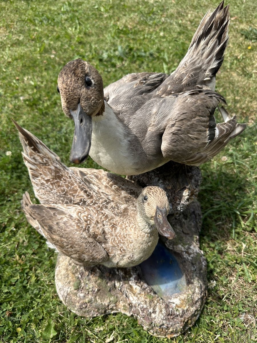 Monde des animaux: Präparate zwei Enten auf Stein – D'occasion à St.Moritz par marog90 1