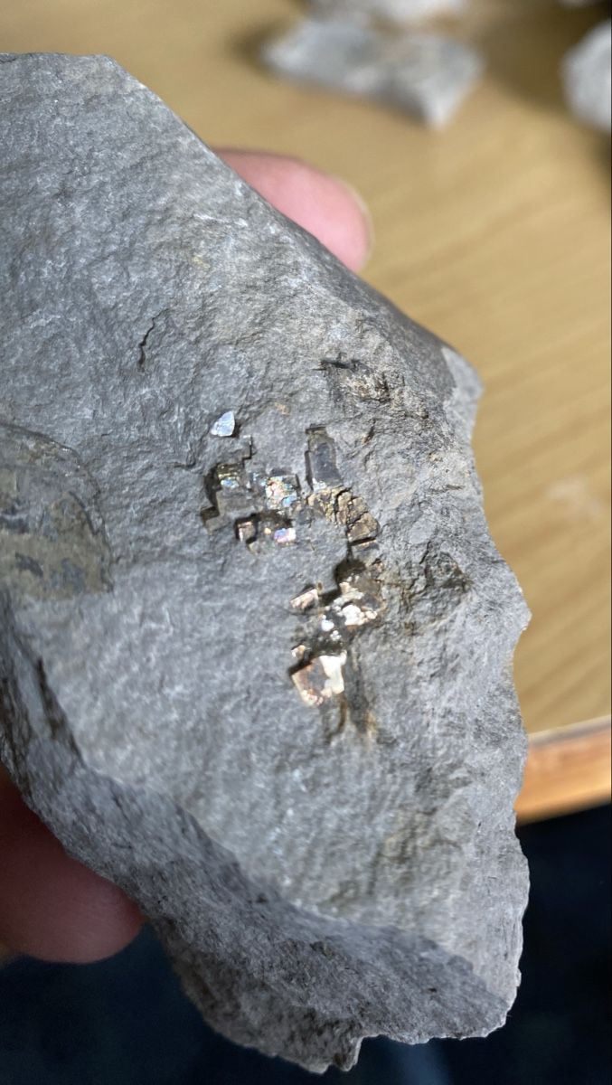 Fossili: Nautilus Fossilien Pyrit – Usato da Liestal venduto da Stephanoceras1 2