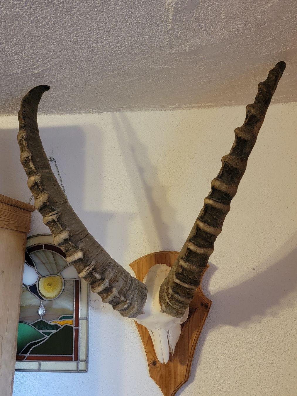 Altre raccolte & rarità: Steinbock 7 1/2 jährig – Usato da Sils im Domleschg venduto da platin01 3