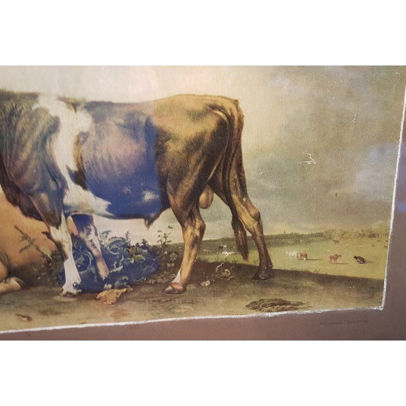 Foto & Immagini: Öldruck P. Potter Der junge Stier Antik – Usato da Kaltbrunn venduto da Condor2 4