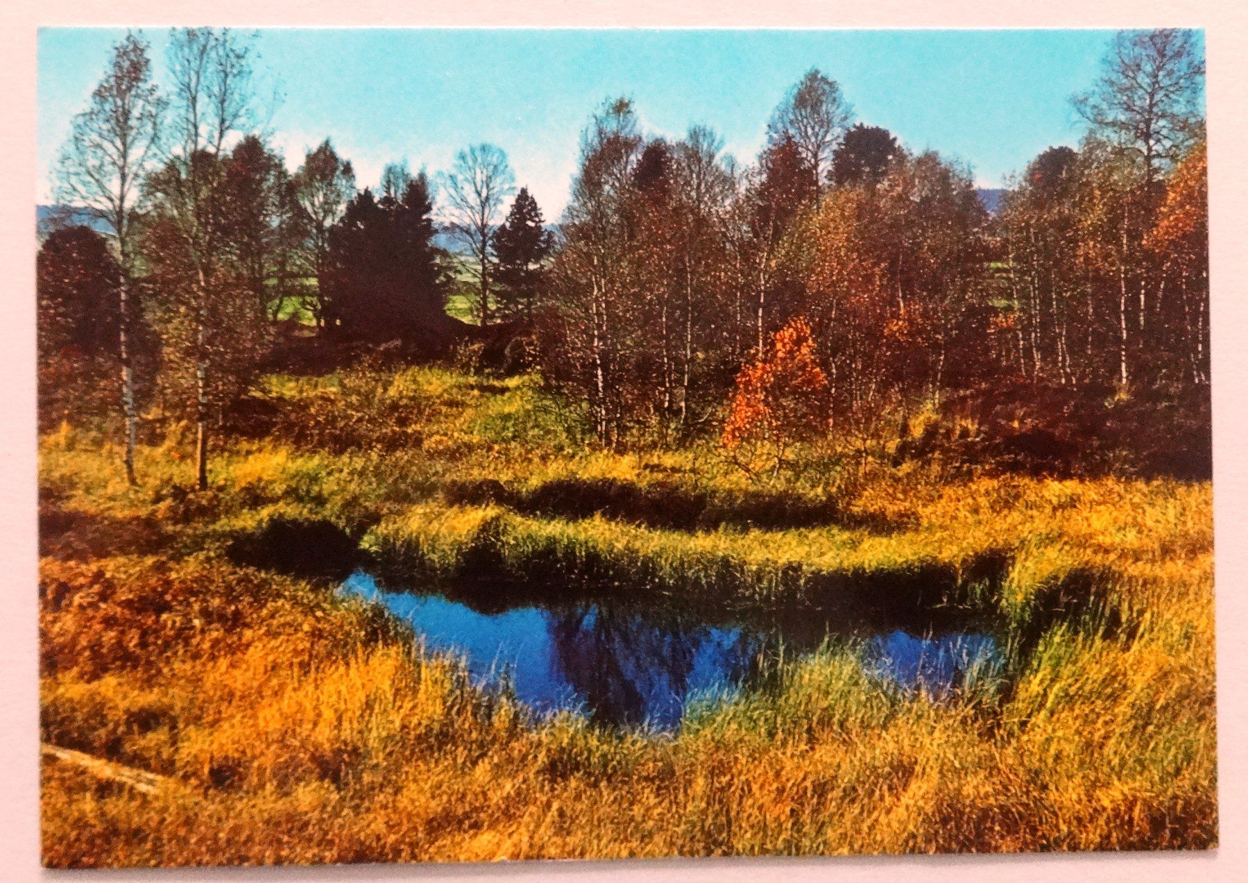 Cartoline postali: Tourbière du Cachot - La Brévine – Usato da Fétigny venduto da Billy2miny