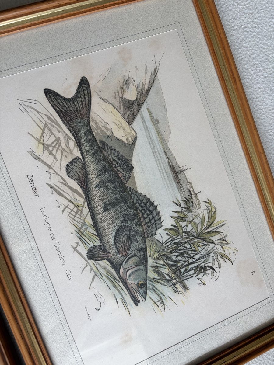 Tableaux: 2 Antique Fish Prints Illustration from Hofer&Burger – D'occasion à Zürich par dor_9l9g 9