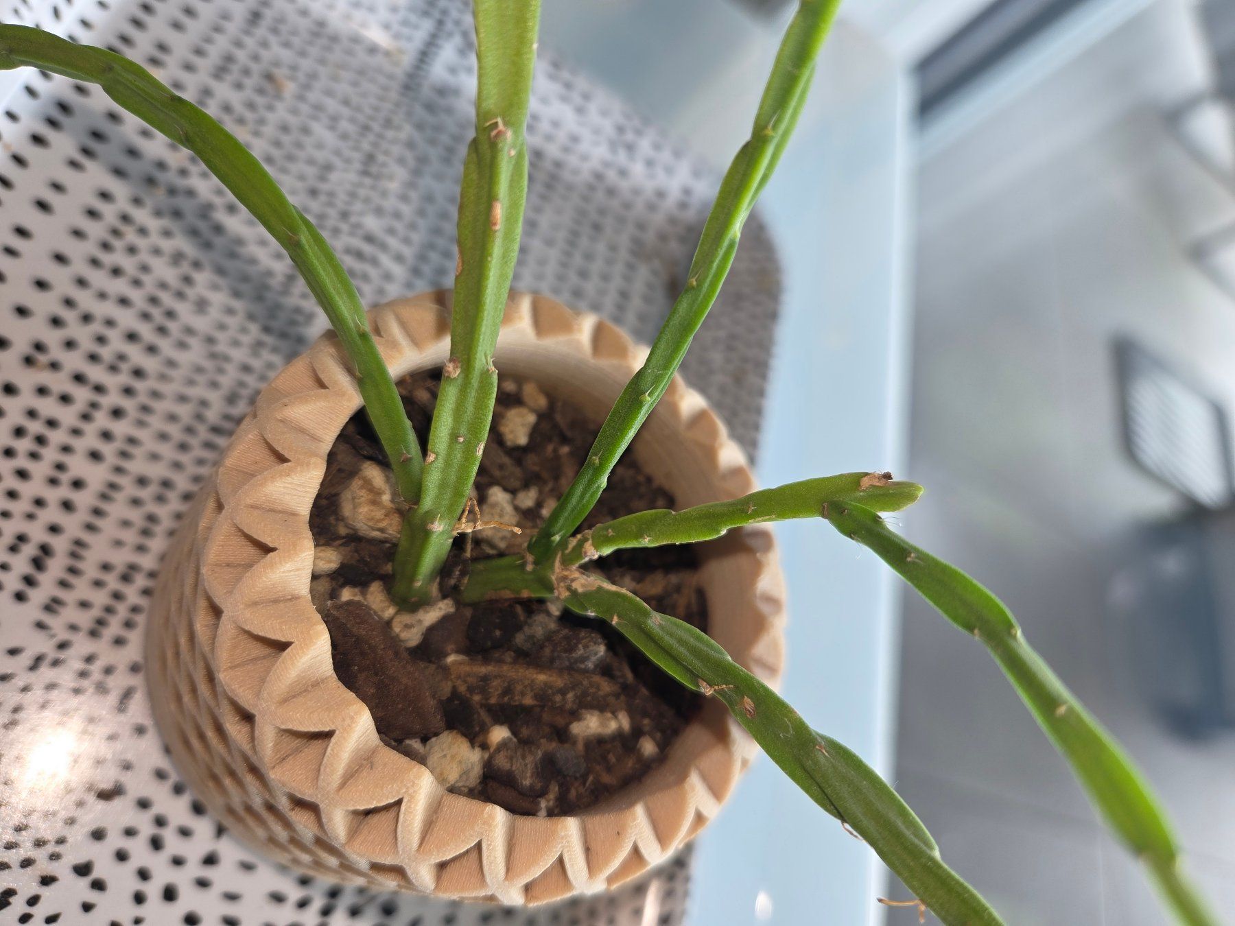 Piante & sementi: ** Rhipsalis paradoxa** – Usato da Broc venduto da omegadlocks 1