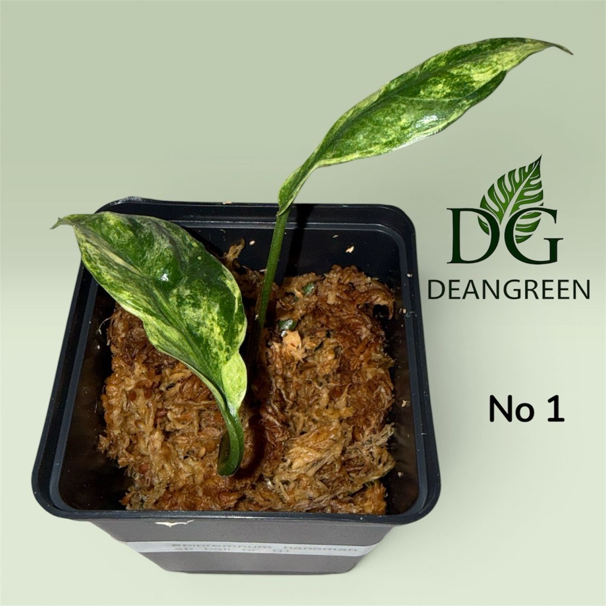 Piante & sementi: Epipremnum hanoman sp bali Stecklinge nr. 01 – Usato da Zürich venduto da DeanGreenZH