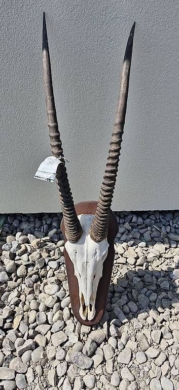 Welt der Tiere: Schädel einer Oryxantilope – Gebraucht aus Düdingen von patrick.r. 3