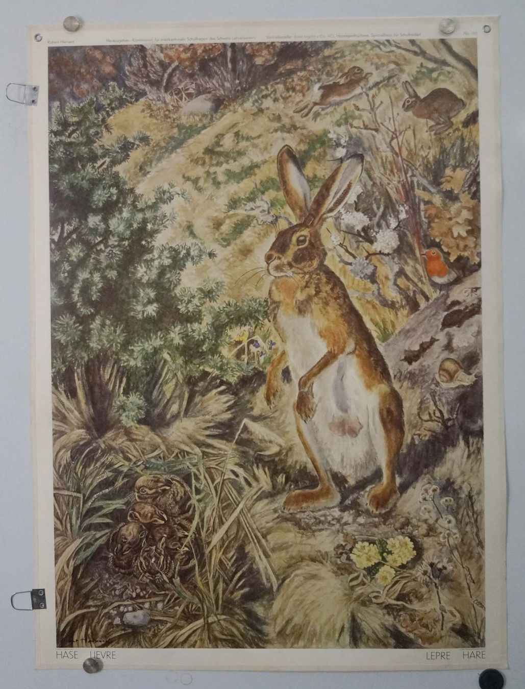 Posters & Illustrations: Schulwandbild "Hase", Robert Hainard  #enge – D'occasion à Härkingen par sammelbecken 1