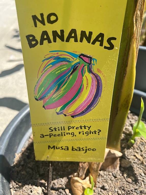 Piante & sementi: Bananenbaum – Usato da Riniken venduto da Rikaner 1