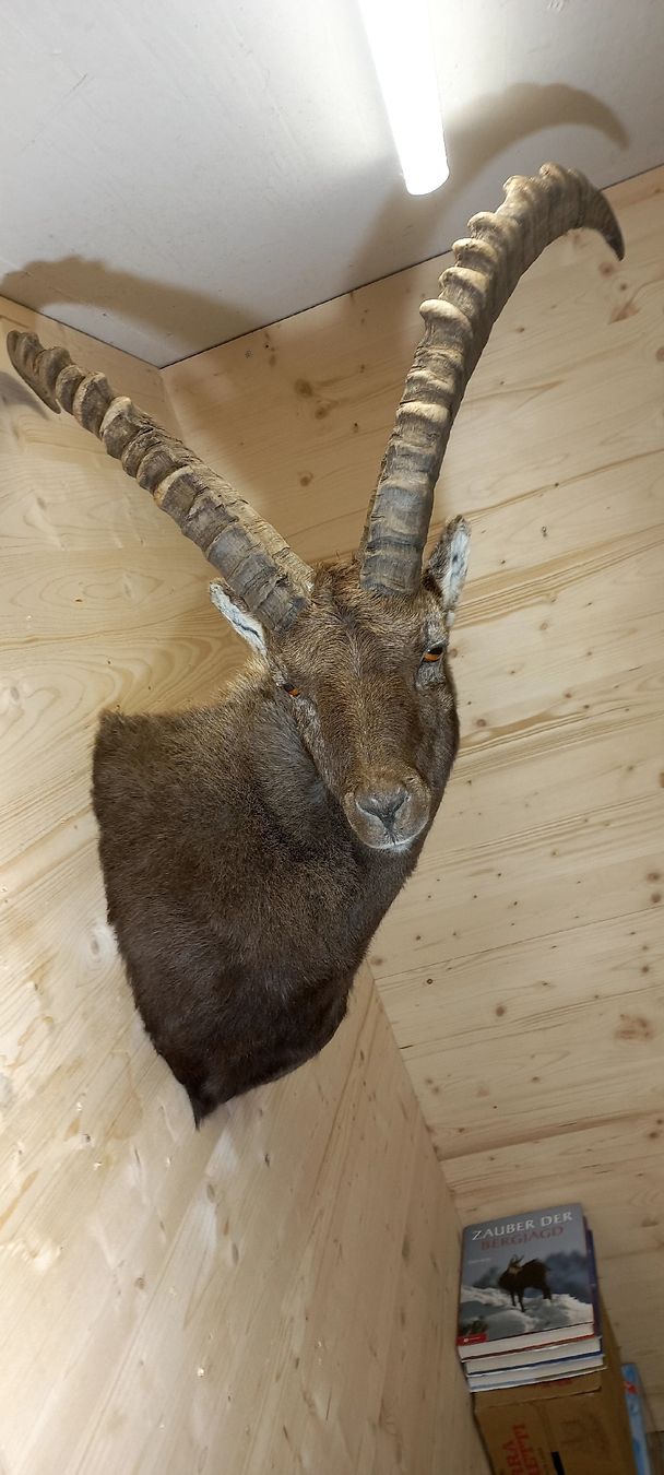 Welt der Tiere: Steinbock – Neu (gemäss Beschreibung) aus Mollis von Resel1985 1