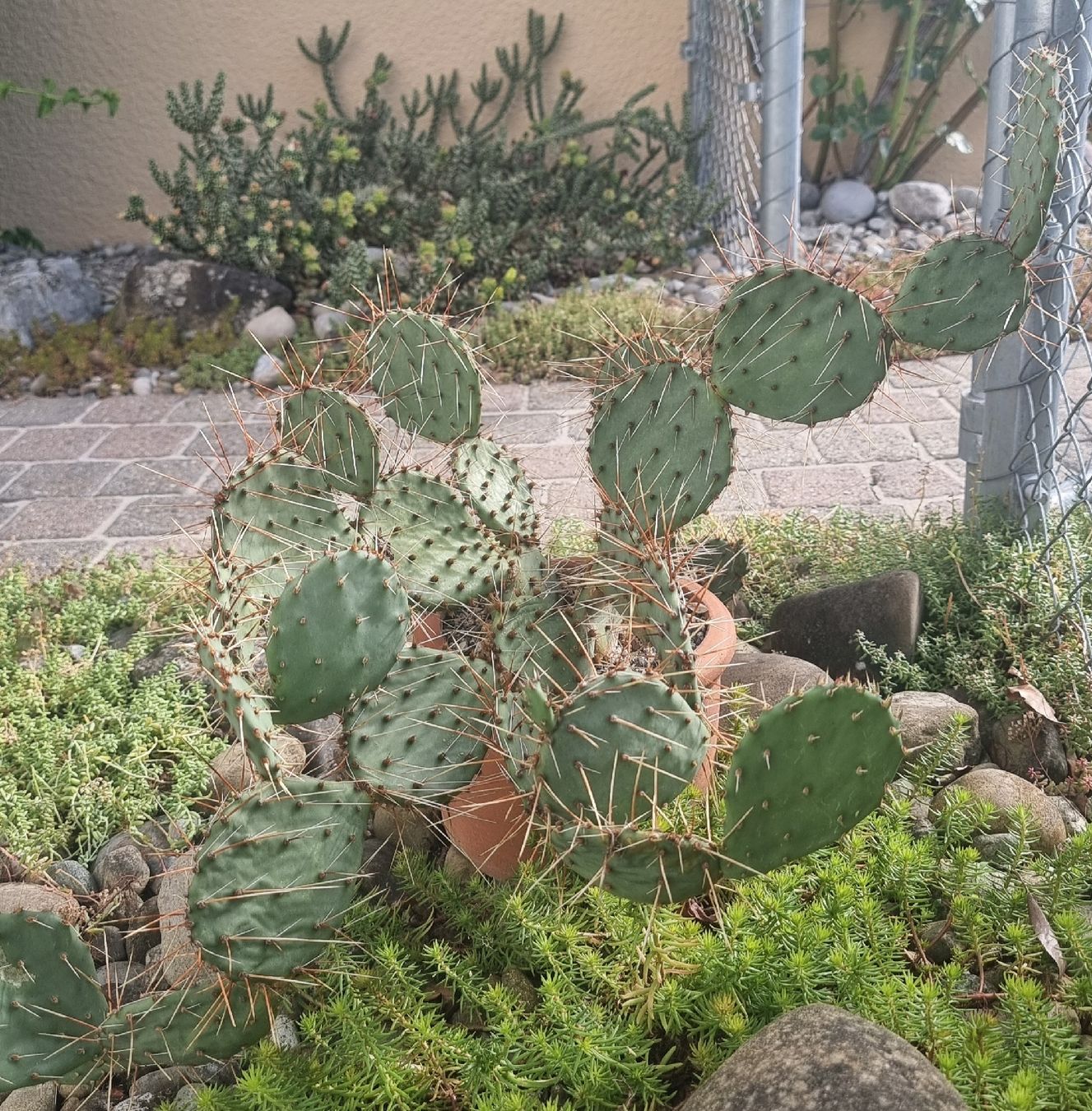 Plantes & graines: Feigenkaktus winterhart  – D'occasion à Bottighofen par buzz02