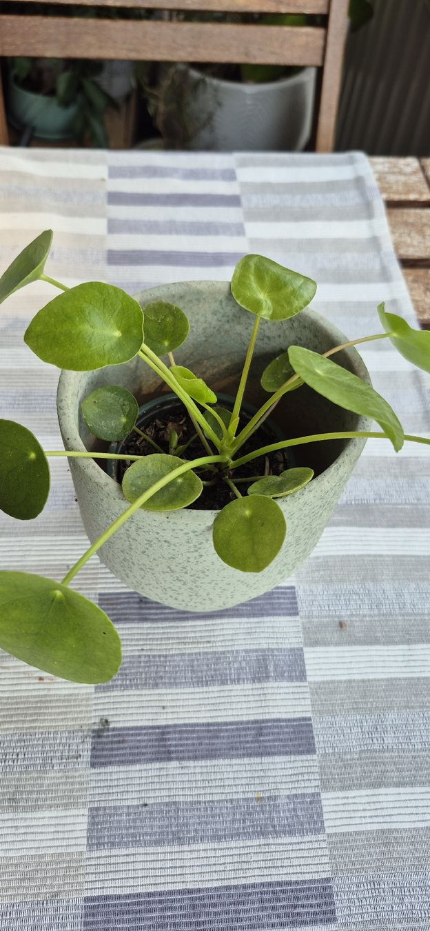 Piante & sementi: Pianta Pilea con vaso – Usato da Oberengstringen venduto da jessica2023 1