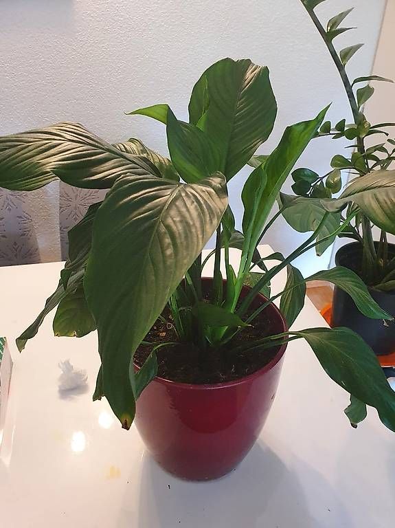 Pflanzen & Samen: Spathiphyllum – Gebraucht aus Schliern b.Köniz von Nalsa 2