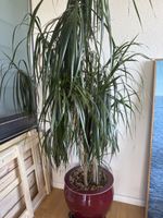 Grosse Zimmerpflanze Dracaena in rotem Topf, pflegeleicht!