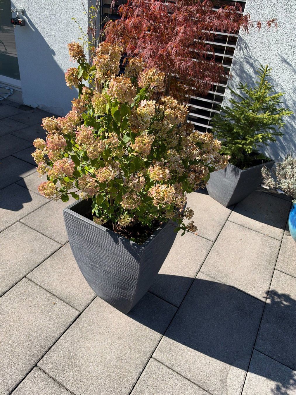 Piante & sementi: Waldhortensie – Usato da Root venduto da calmchris 2