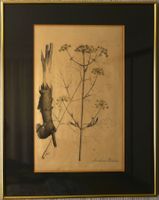 Radierung handkolloriert, um 1780 goldgerahmt 60/48cm