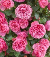 Rose Polyantha "TRANDAFIR" Farbe: PINK (Stamm 50 cm Wurzel)