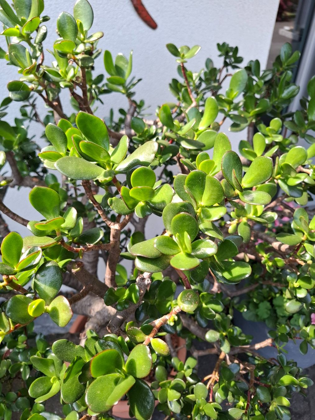 Piante & sementi: Crassula Ovata, Geldbaum in Baumform – Usato da Bennau venduto da Hhampi 2