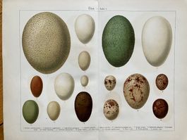 Vogeleier Lithographie