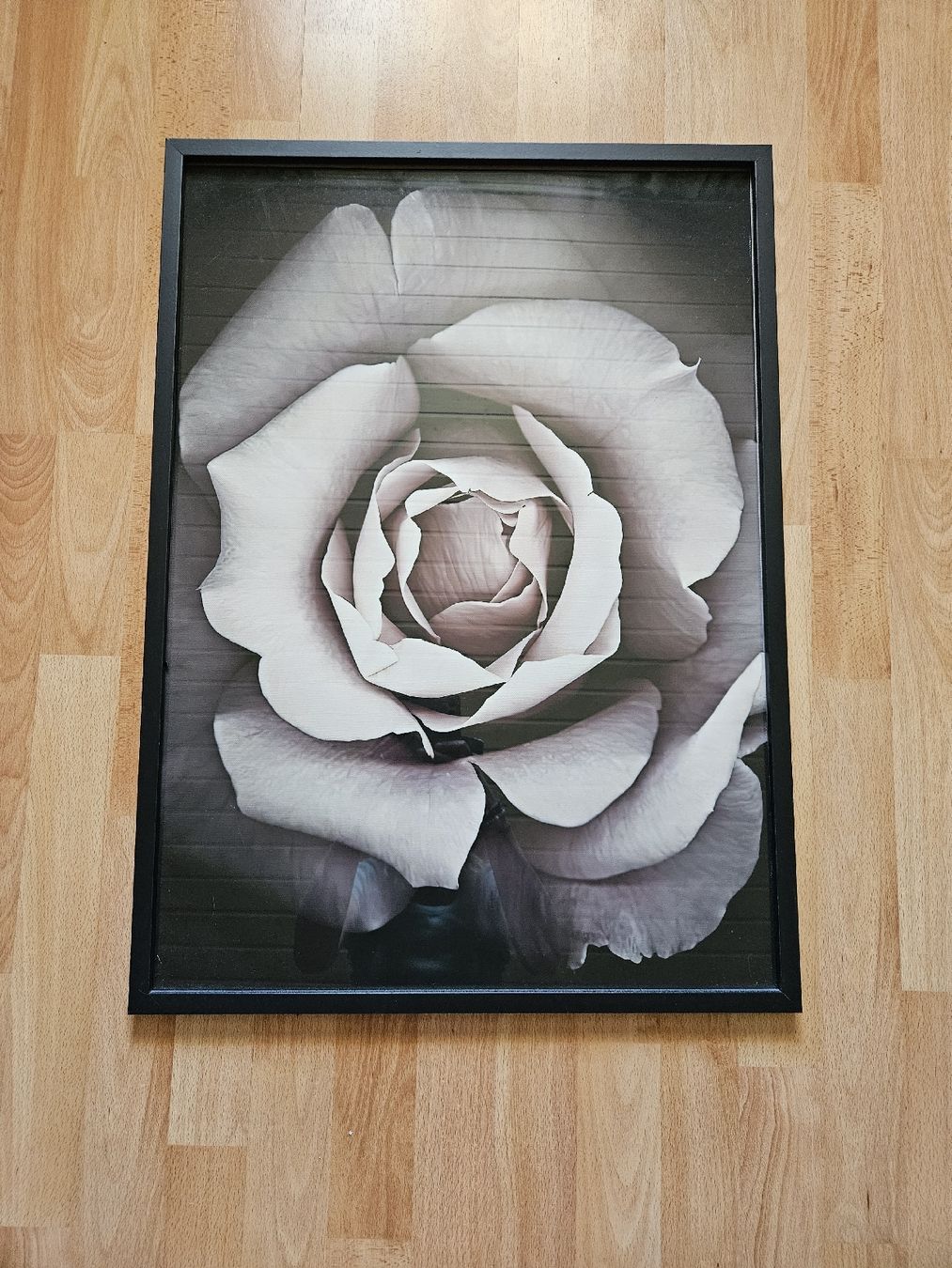 Foto & Immagini: Rosen Wandbild im Rahmen, 50x70cm – Usato da Ebikon venduto da SecondChance_byM