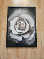 Rosen Wandbild im Rahmen, 50x70cm