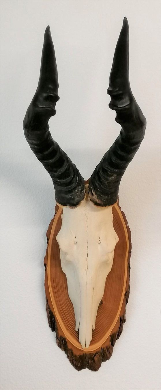 Altre raccolte & rarità: Antilope Kuhantilope Geweih Trophäe – Usato da Reinach BL venduto da fliegenrolli