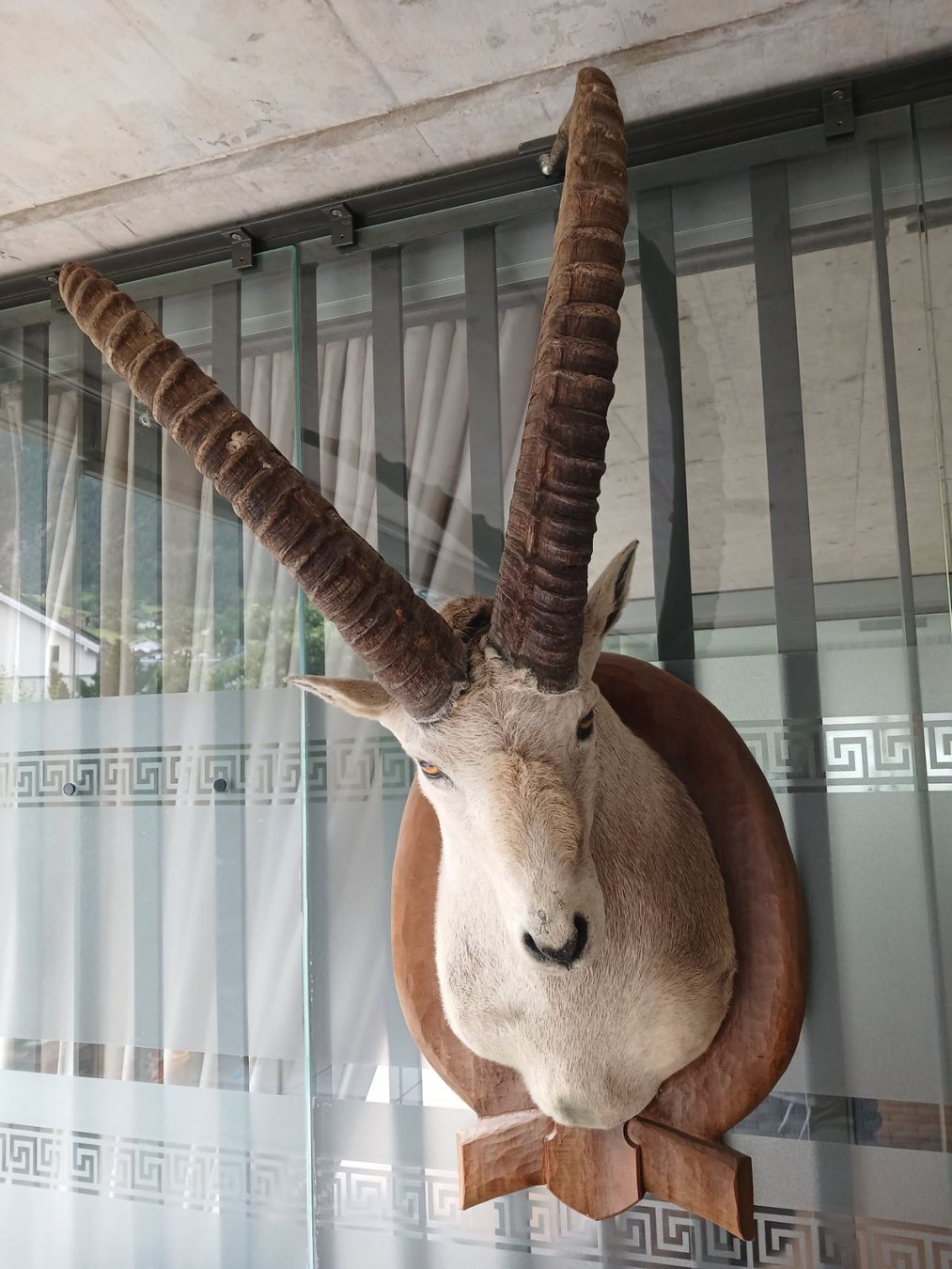 Monde des animaux: Steinbock Präperat – D'occasion à Glis par dani.willa 2
