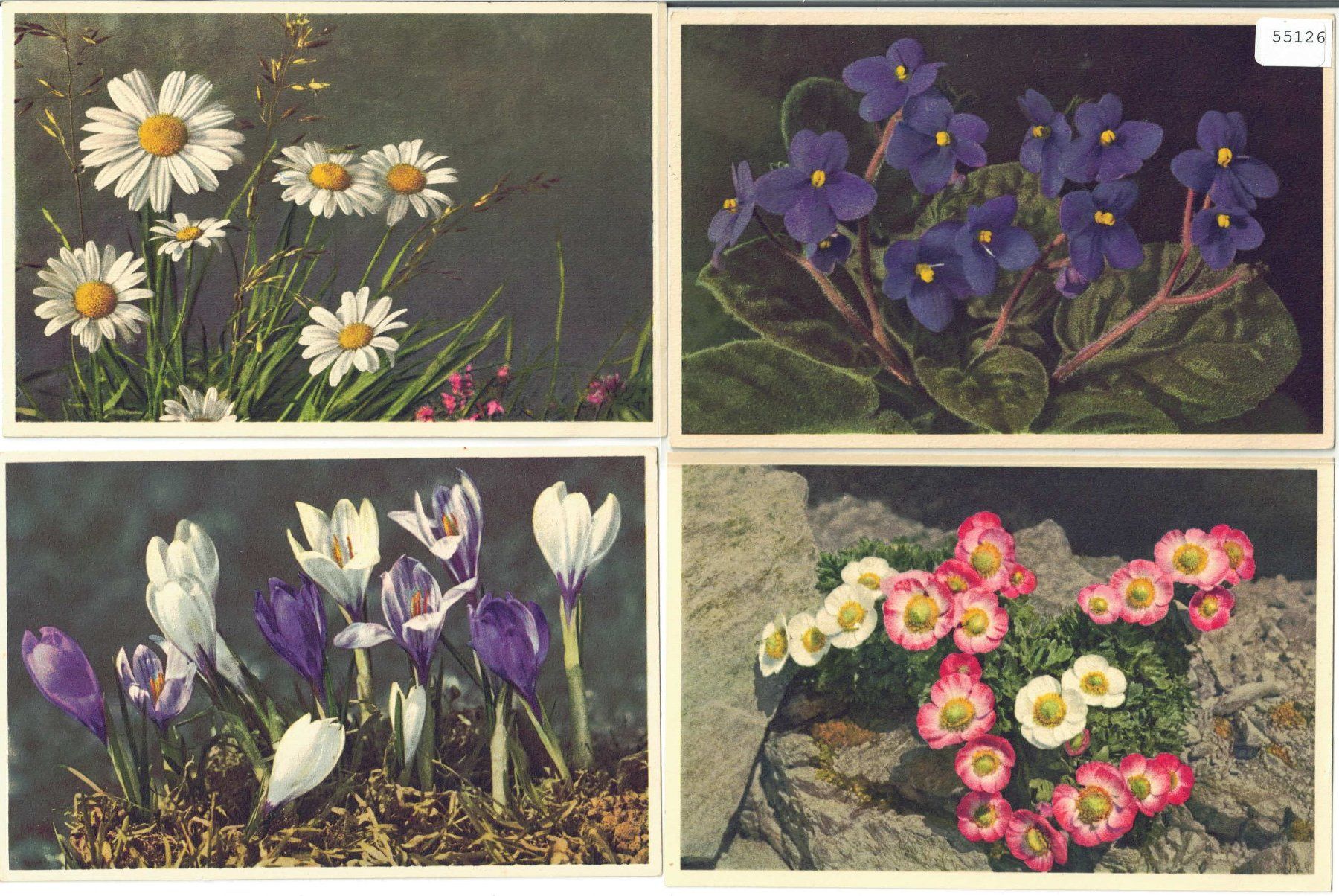 Cartoline postali: 4 AK - Blumen - Photo: E. Gyger – Usato da Ettingen venduto da Kartenplanet