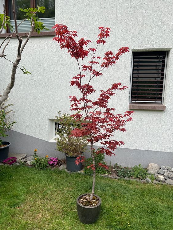 Spannende Ahorn T 690 Ebenbild