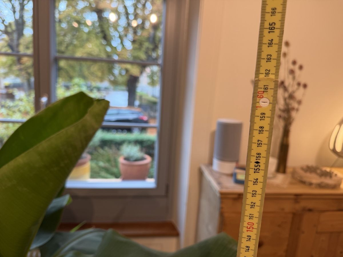 Pflanzen & Samen: Zierbanane  – Neu (gemäss Beschreibung) aus Zürich von hi2_vh96 1
