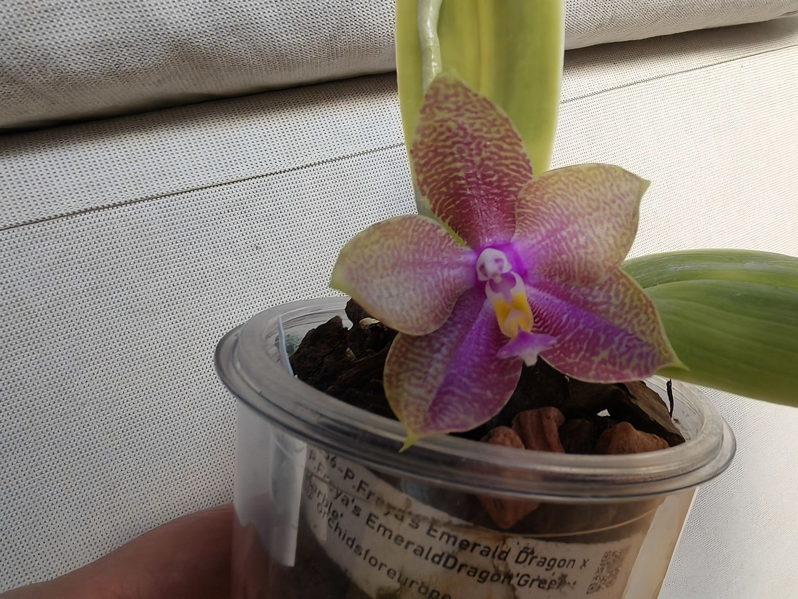 Piante & sementi: Phalaenopsis Freya Emerald Dragon – Usato da Chamoson venduto da Yuriyaa 2