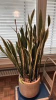 Bogenhanf - Schwiegermutterzunge - Sansevieria