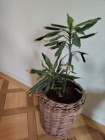 Zimmerpflanze im Korb