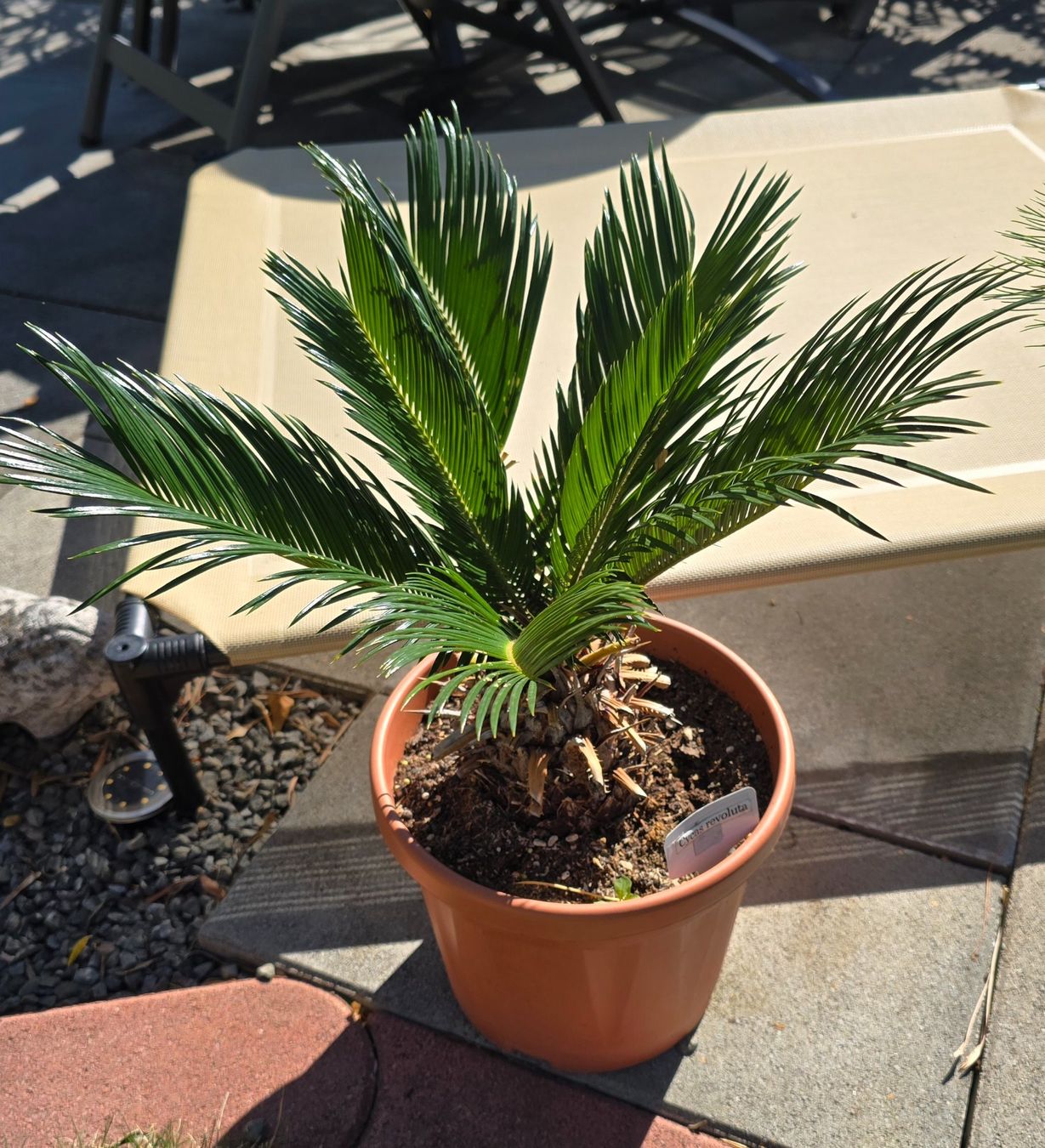 Pflanzen & Samen: Cycas revoluta – Gebraucht aus Aarburg von popkorn65 3