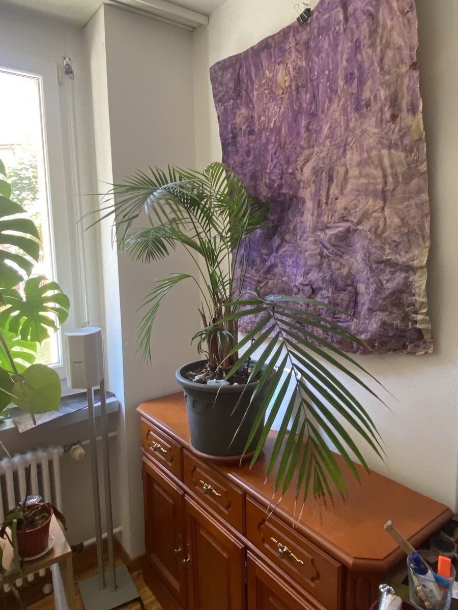 Pflanzen & Samen: Palma Areca – Gebraucht aus Zürich von LOURA_PLATES