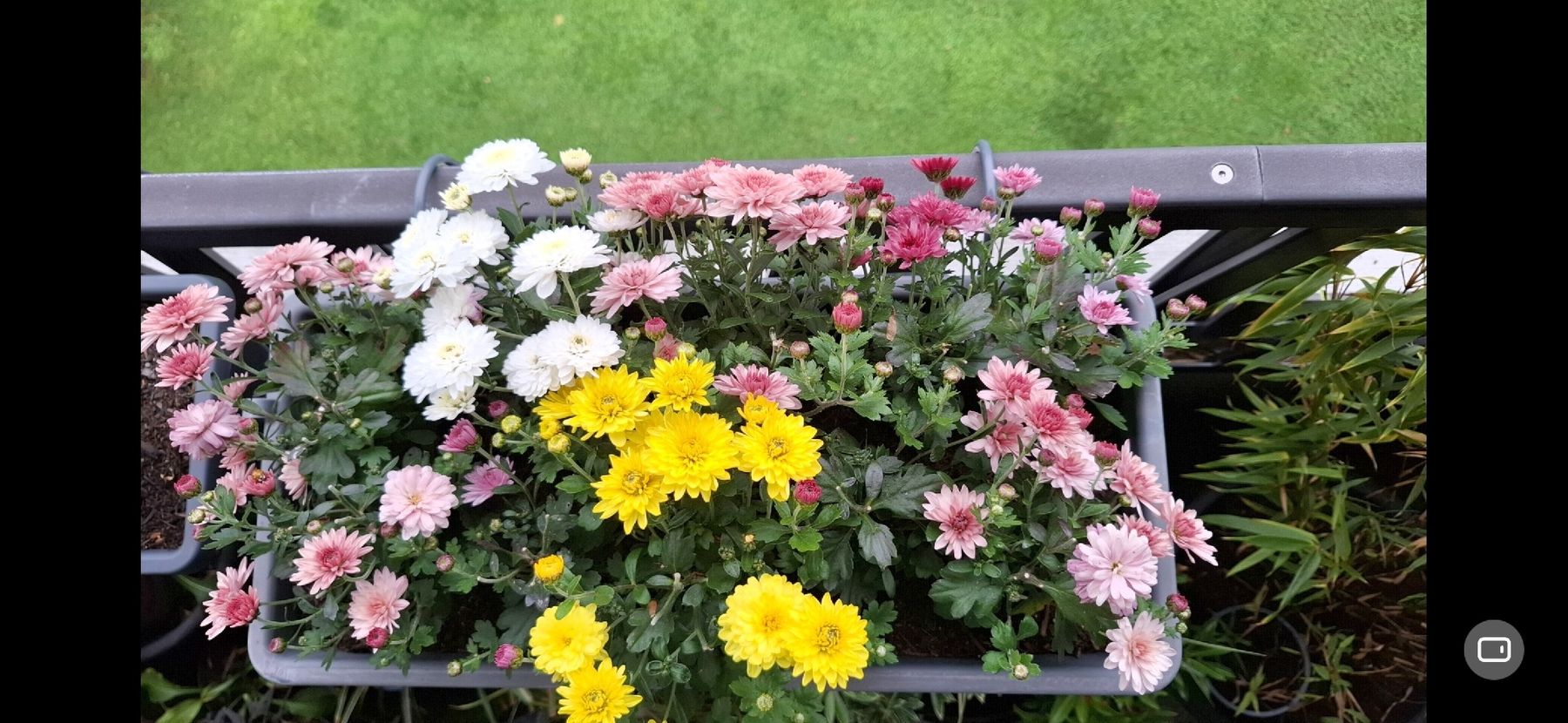 Piante & sementi: Winterharte Chrysanthemen im Elho Topf – Usato da Rickenbach b. Wil venduto da Kth_v8 5
